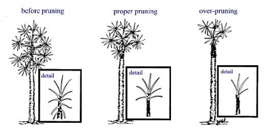 Graphic displaying proper pruning of a tree