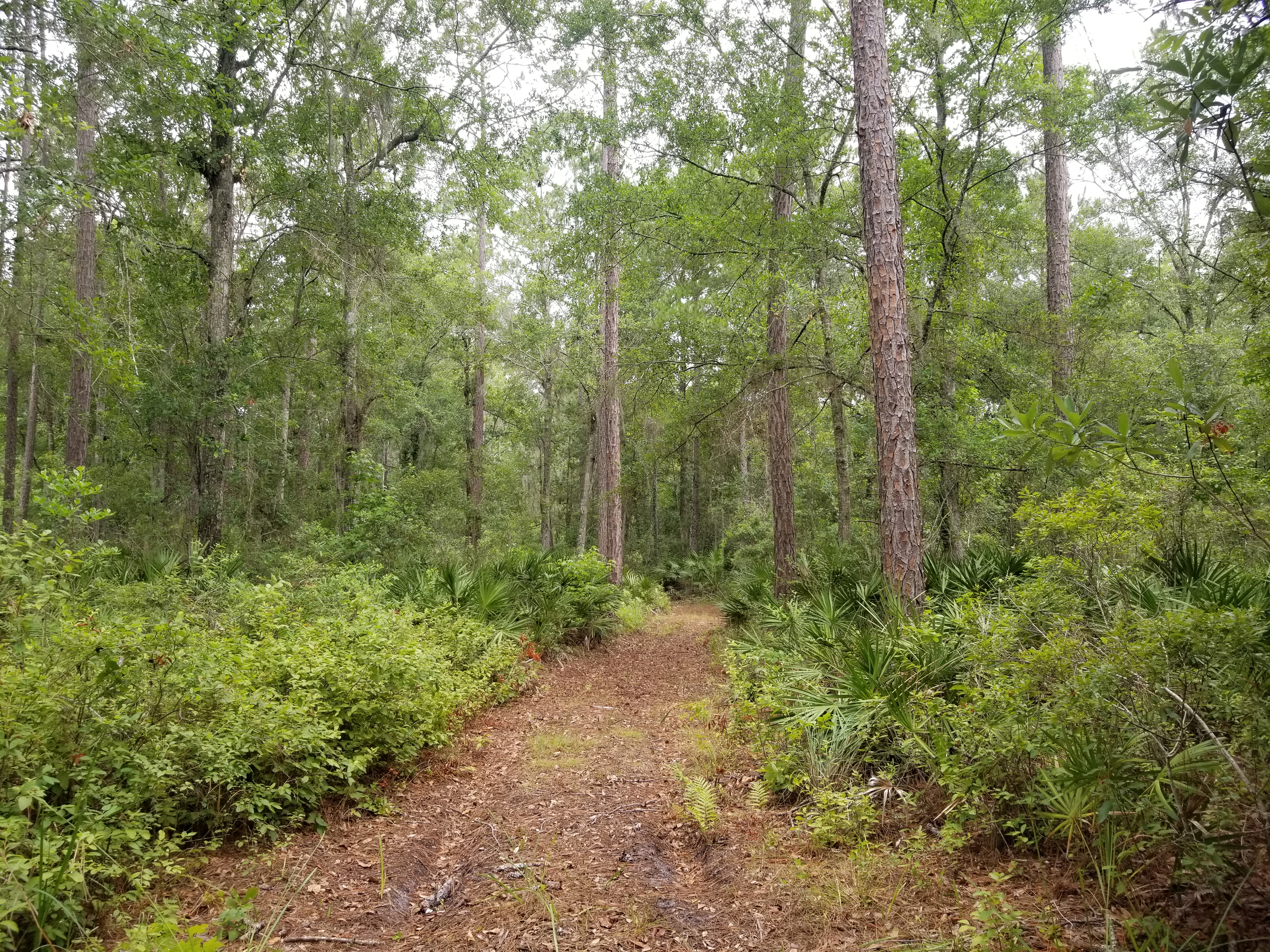 path in Four Creeks Preserve