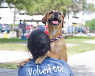 Volunteer and happy dog