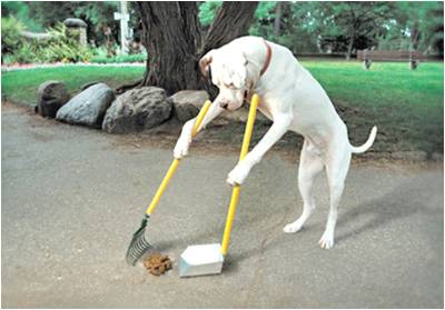 Dog standing and scooping poop