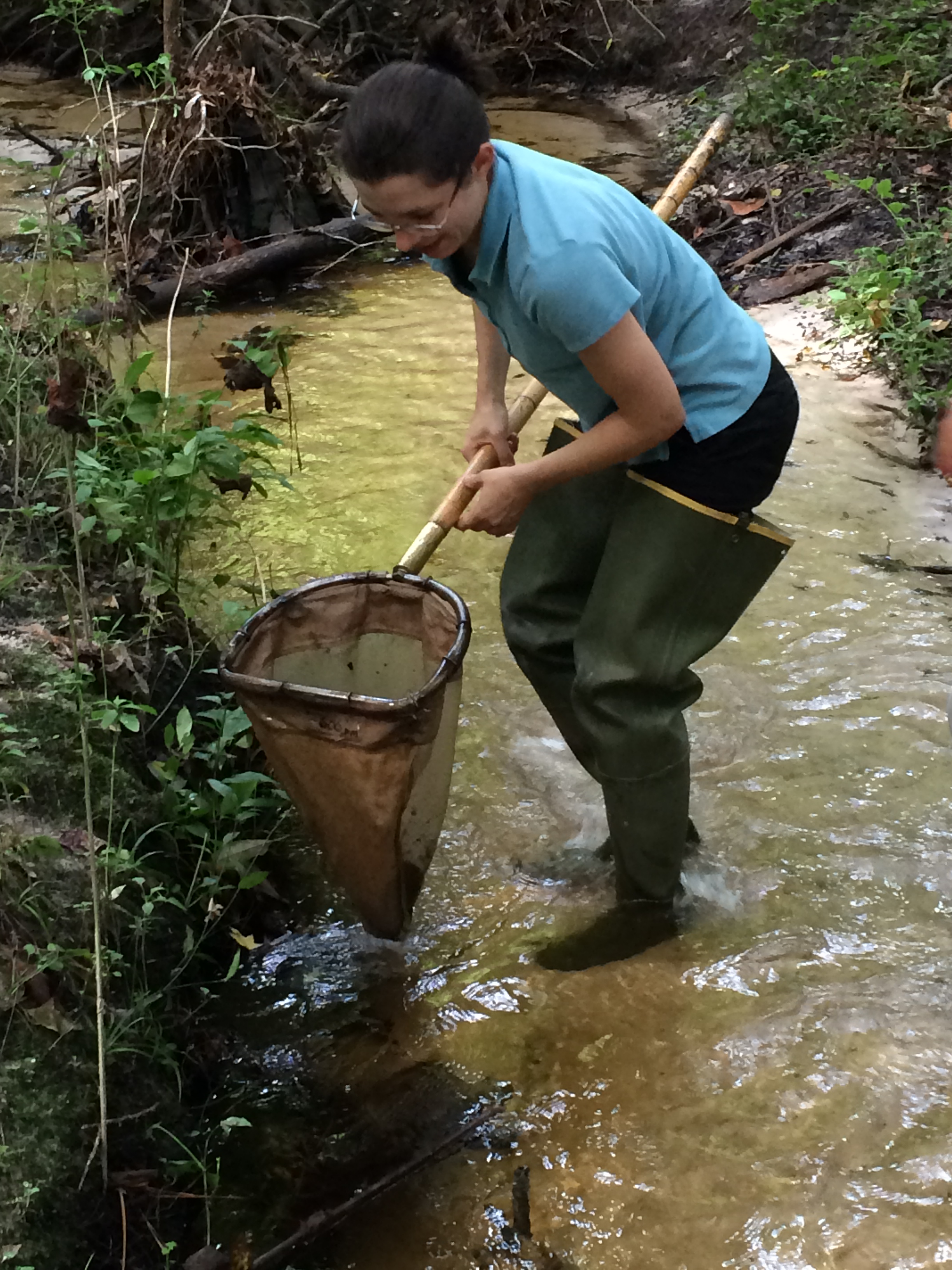 Person standing in water with a net using macroinvertebrates to assess water quality