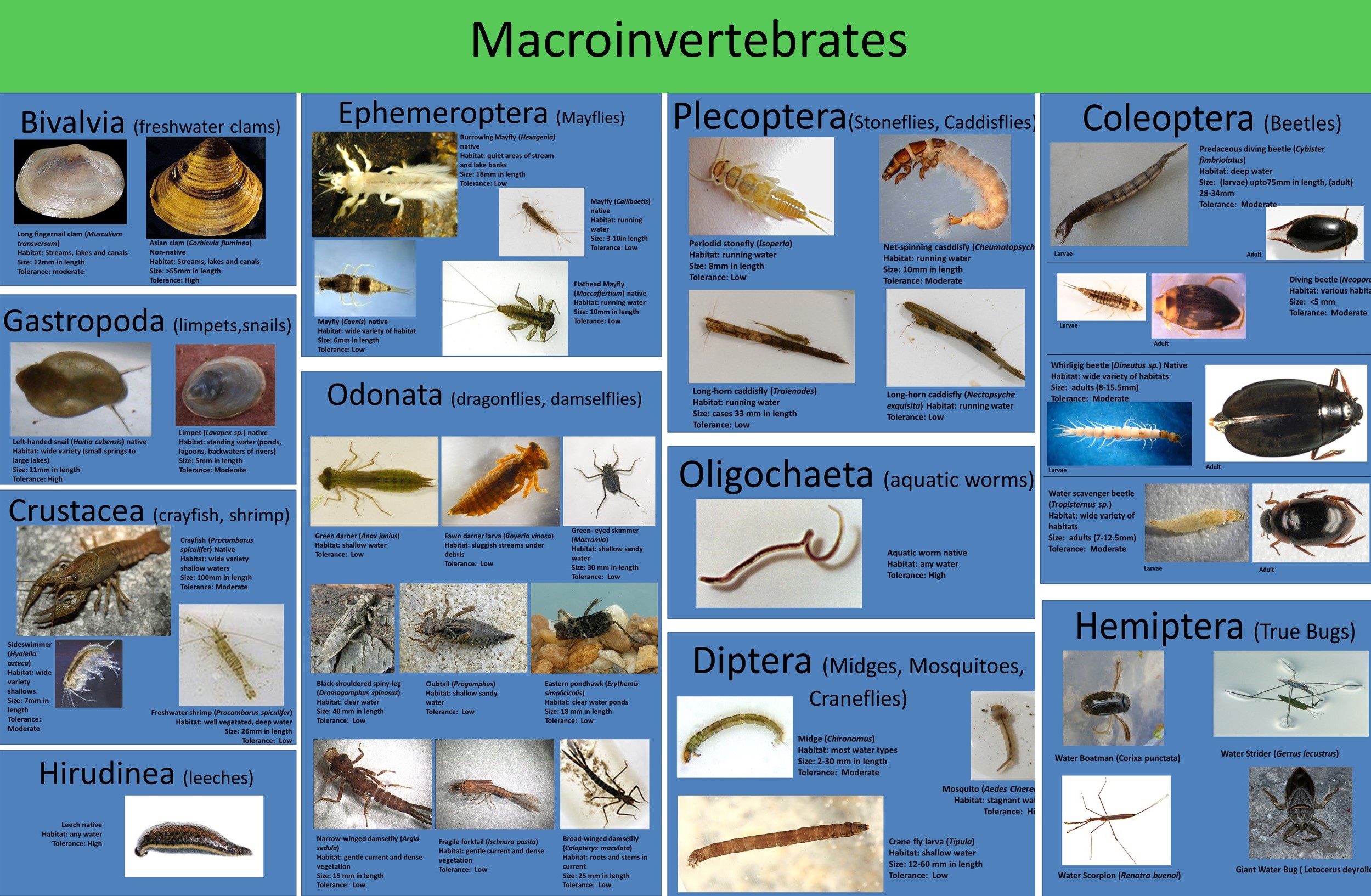 Diagram of macroinvertebrates