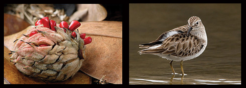 Photos of magnolia seed (left) and bird (right)