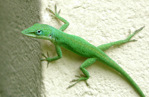 Photo of green anole on wall